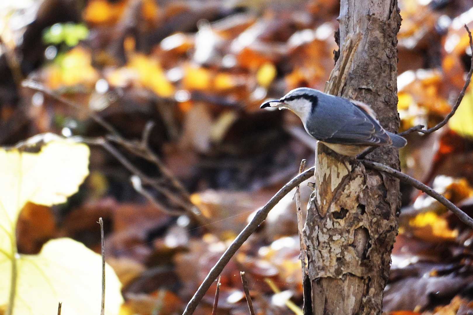 ふふ、遠慮なくドボンしてみたら？

食いしん坊のゴジュウカラに毒づかれる。