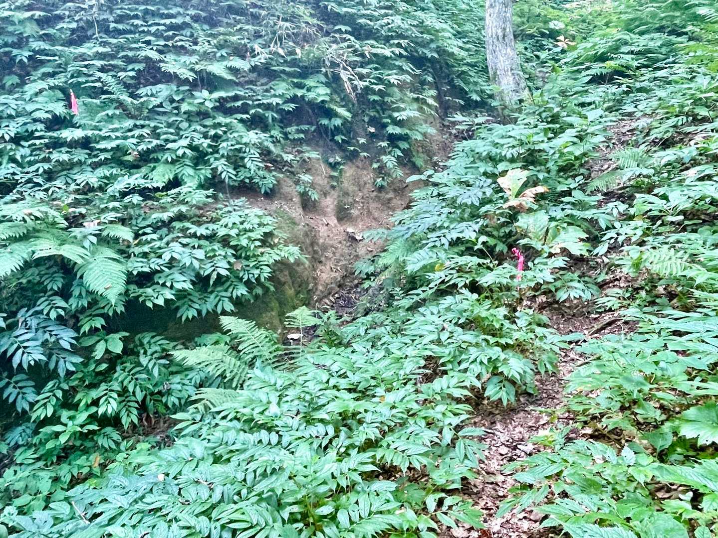 ピンテから左に下りて、沢を超えます❗️　直進しないように⚠️