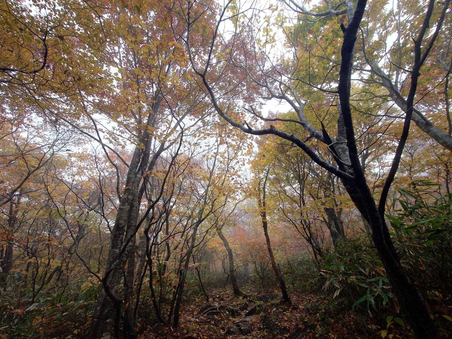 お分れ峠-泉ヶ岳-北泉ヶ岳 周回コースの写真