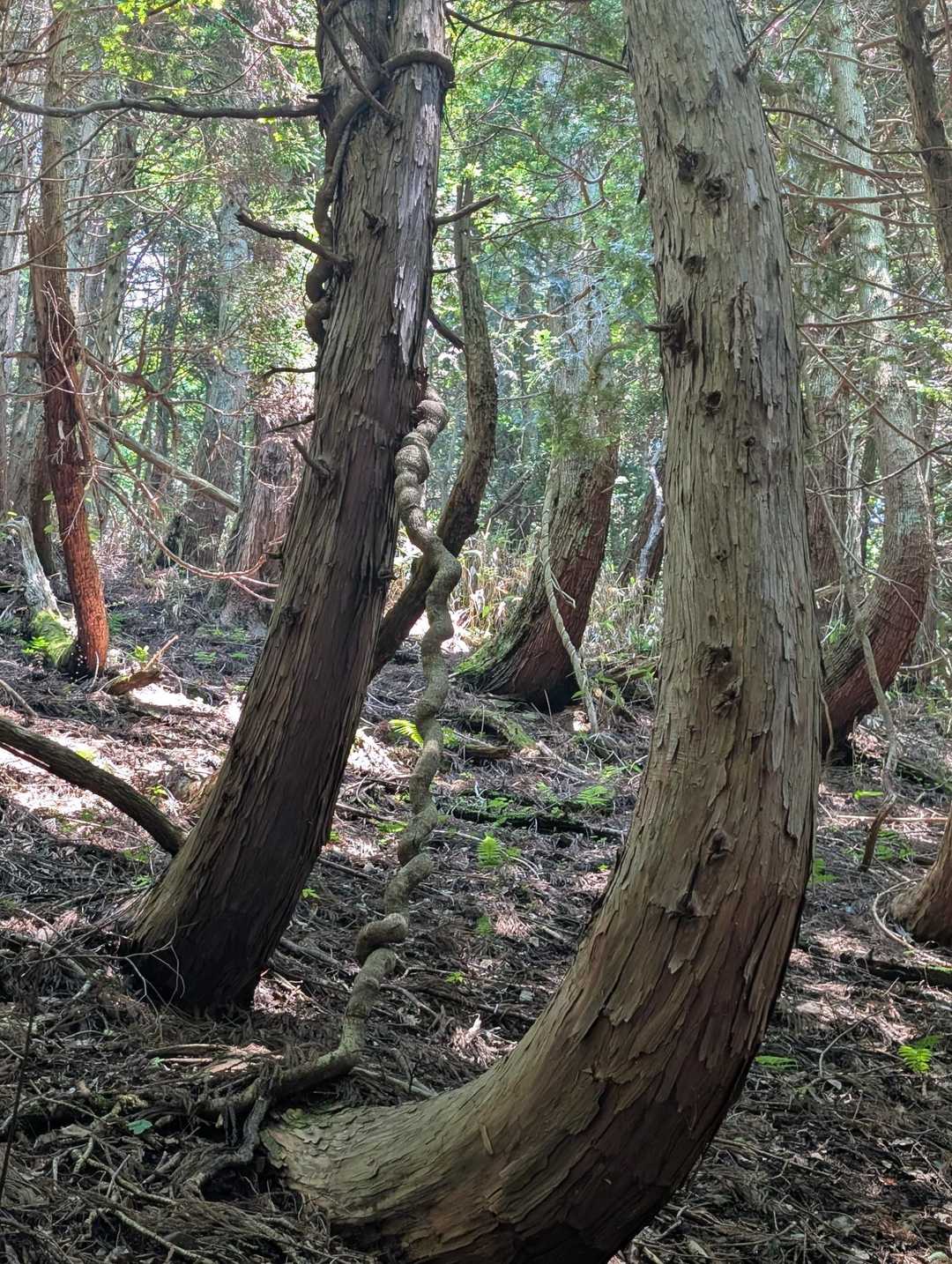 三徳山 往復コースの写真