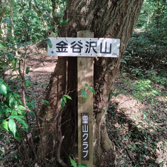 金谷沢山