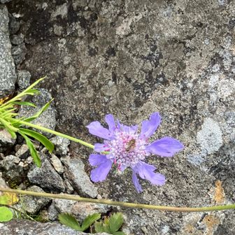 マツムシ草