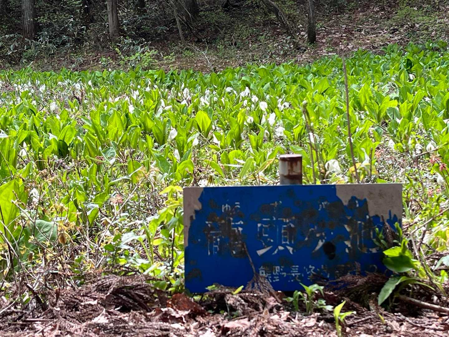龍頭🐲ケ池。水芭蕉、終わりかけですが