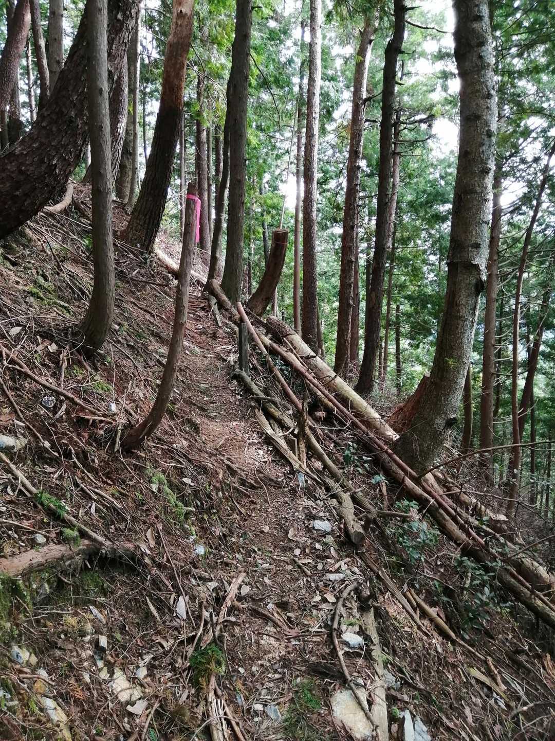 九十九折で登って行く。ピンクテープあり。