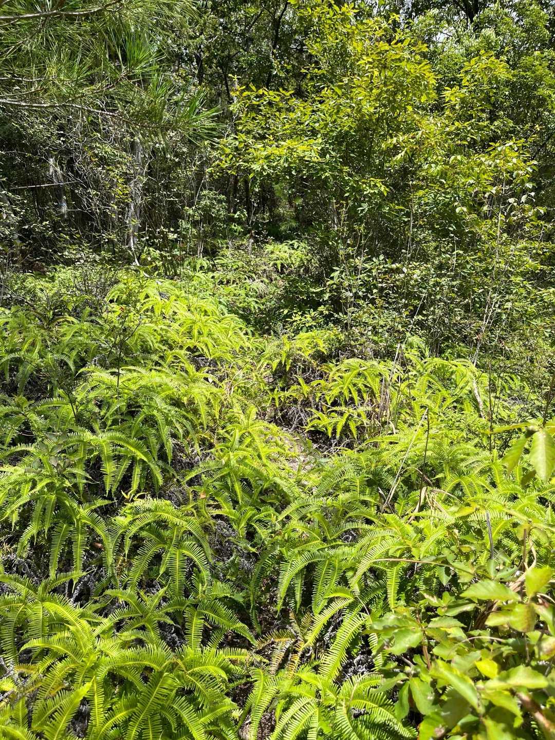 薮薮　でも膝ぐらいなので大丈夫
