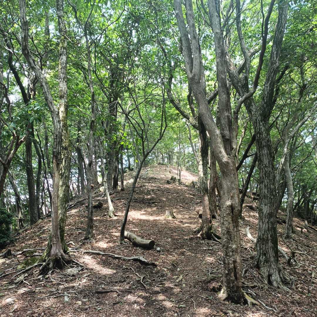 登山道は歩きやすくて木陰は涼しくて良いですね🥰
