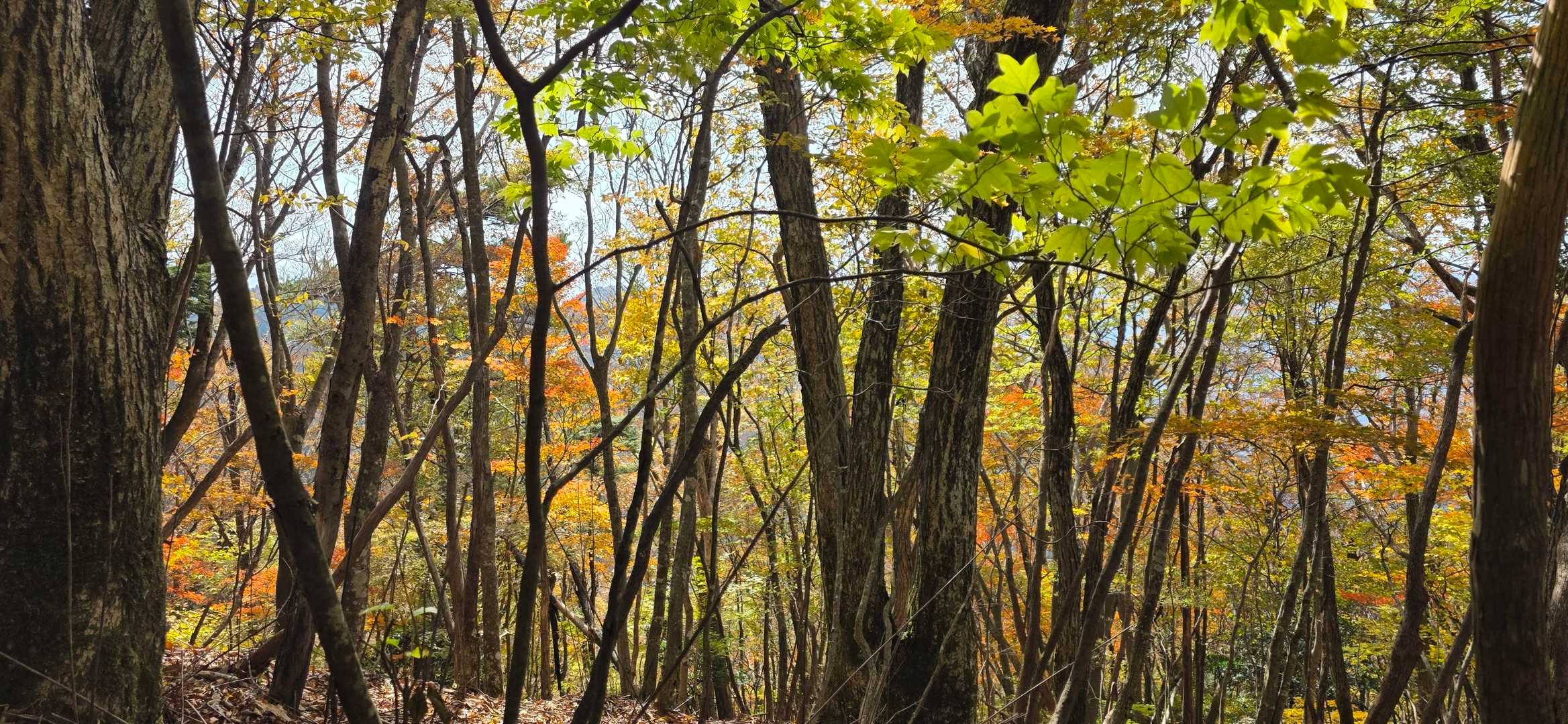 思ったよりキレイ🍁