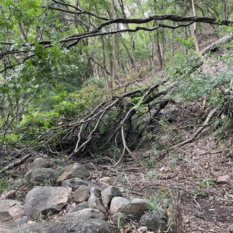 倒木🌲　結構大きい