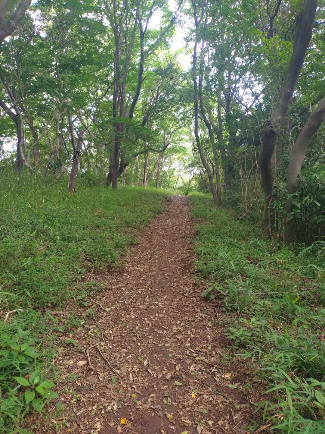 気持ちの良い登山道