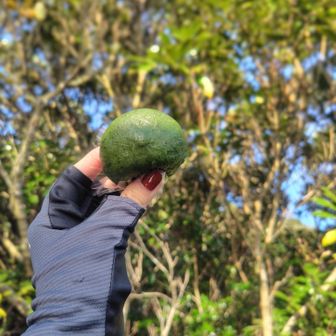 よもぎ団子タイム。
木がバックだとミカンみたい。