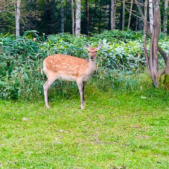 駐車場着いたら鹿のお出迎え
声をかけたらカメラ目線いただけました🦌