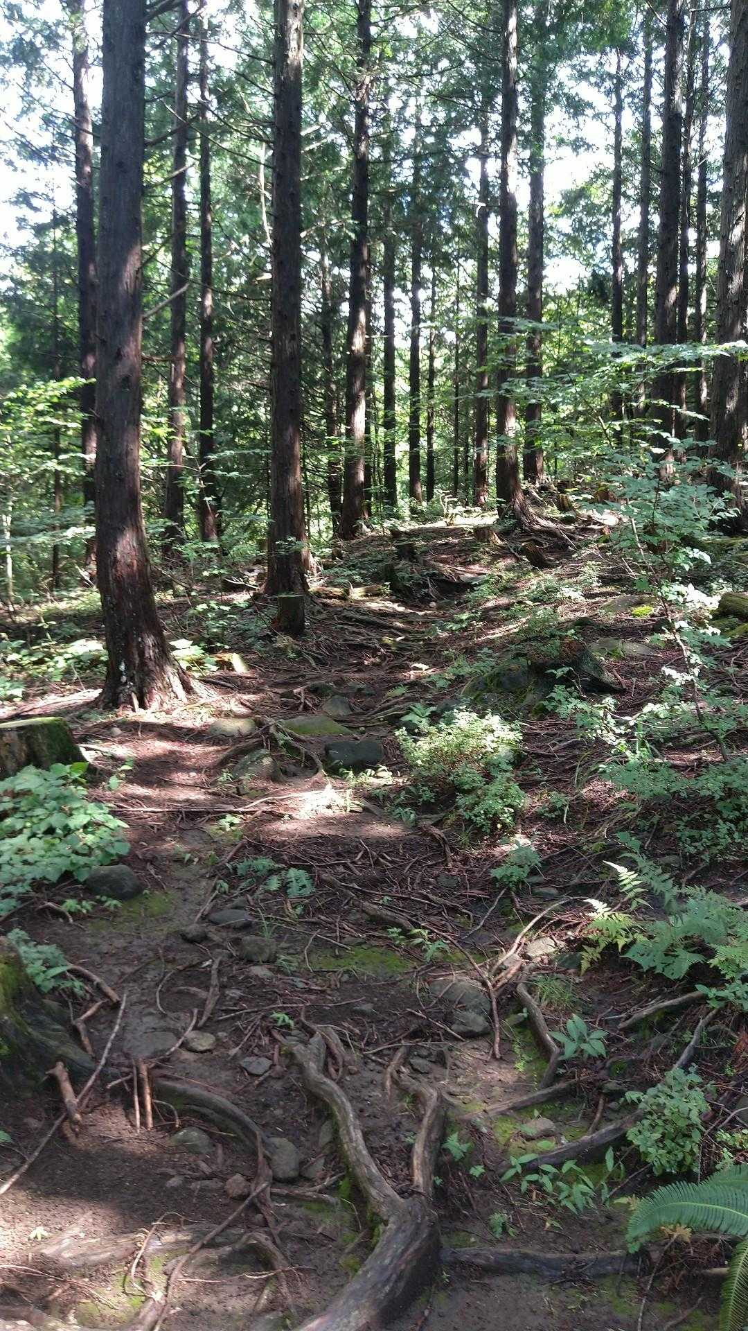下界の暑さが凌げる木陰の道と、そよ風😌