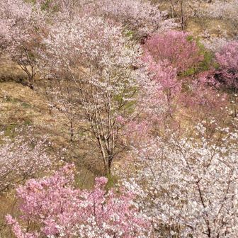 ピンクに薄ピンクに白に‥
この色合い好みです😍