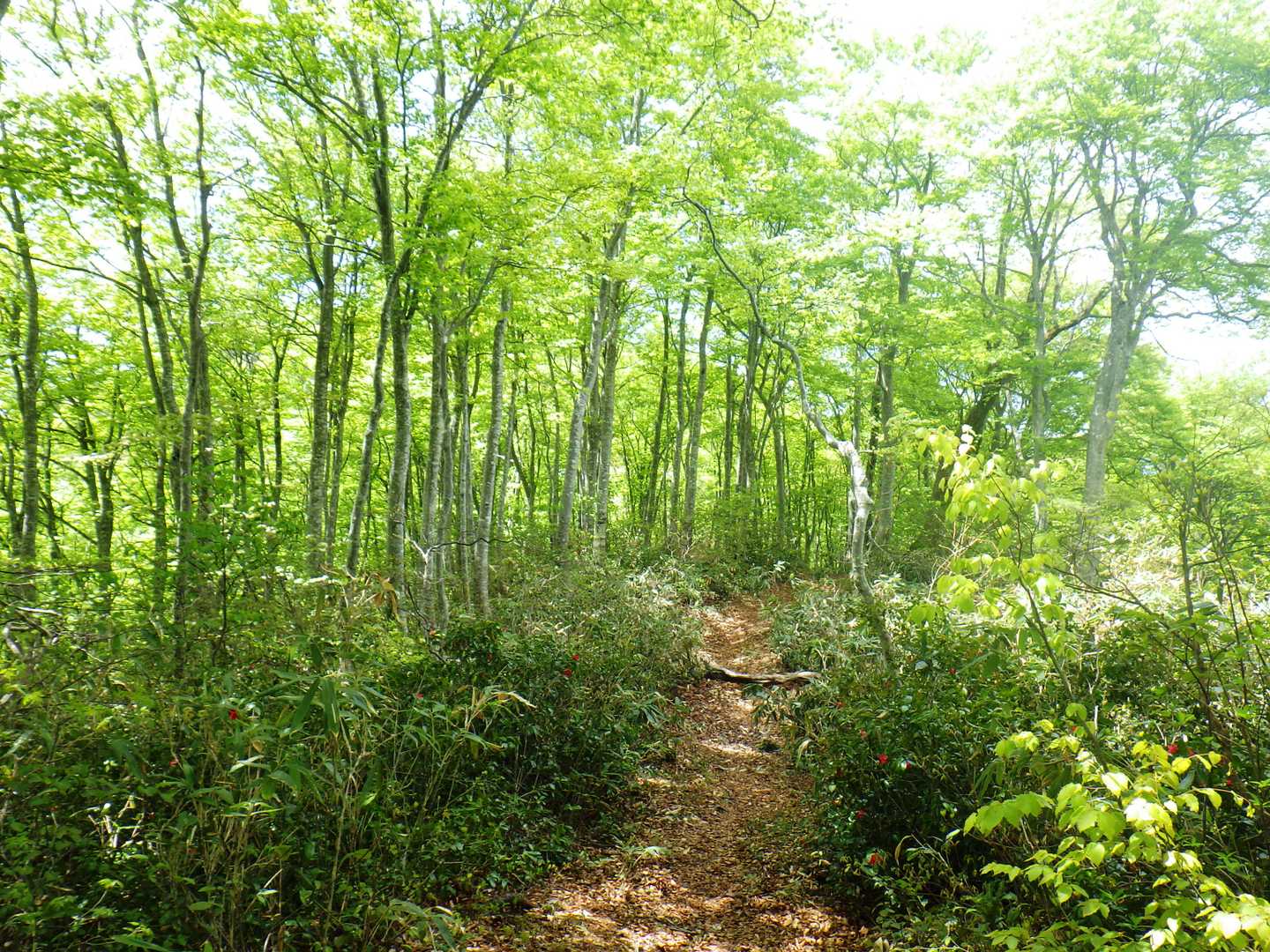 高清水山-高落場山-草沼山 周回コースの写真