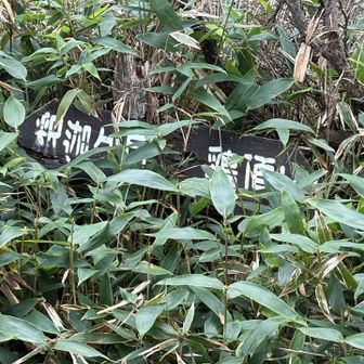 鶏頂山への分岐点