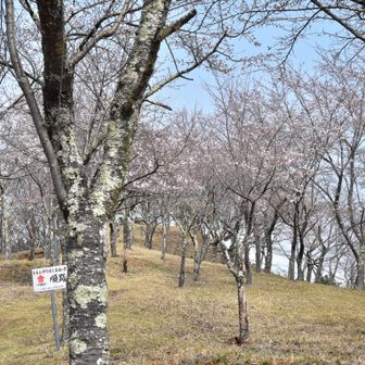 お伊勢山の桜