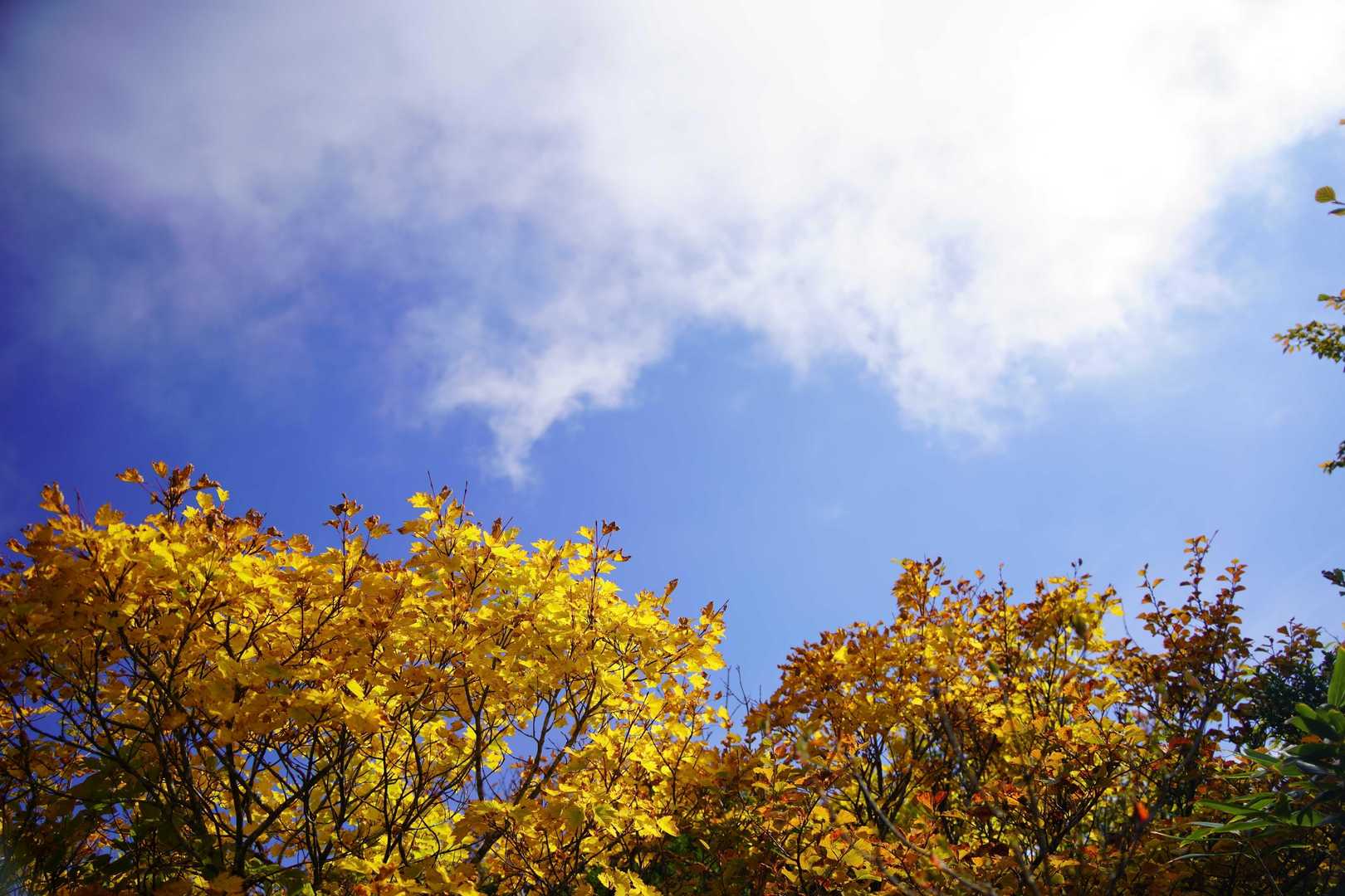 秋晴れのいいお天気ですが、細切れになった雲がすごい速さで頭上を通り抜けて行きます。