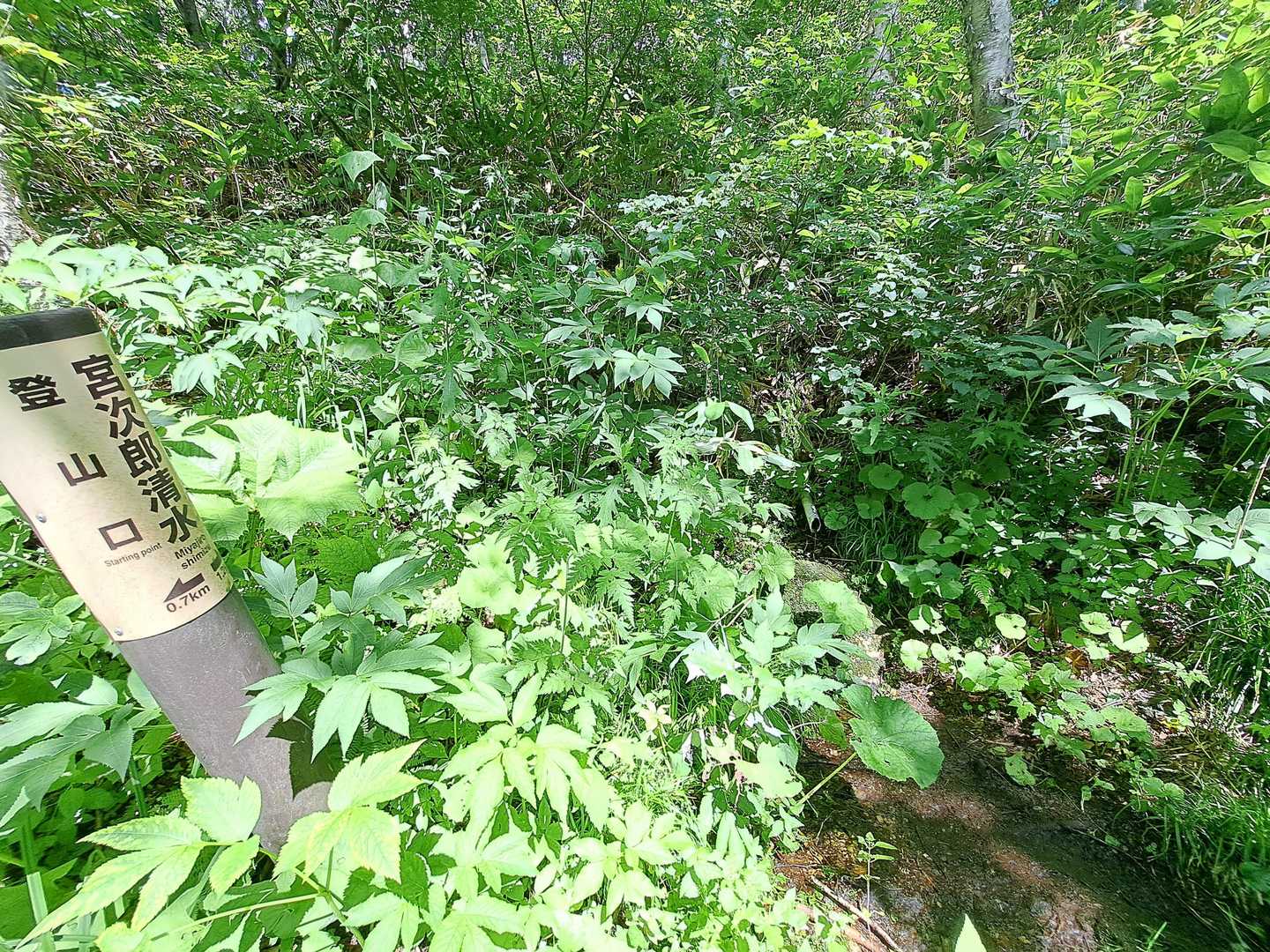 　登山口と三壁山山頂の中間点に位置する水場「宮次郎清水」。塩ビ管から落ちる水量は細いですが冷たい！