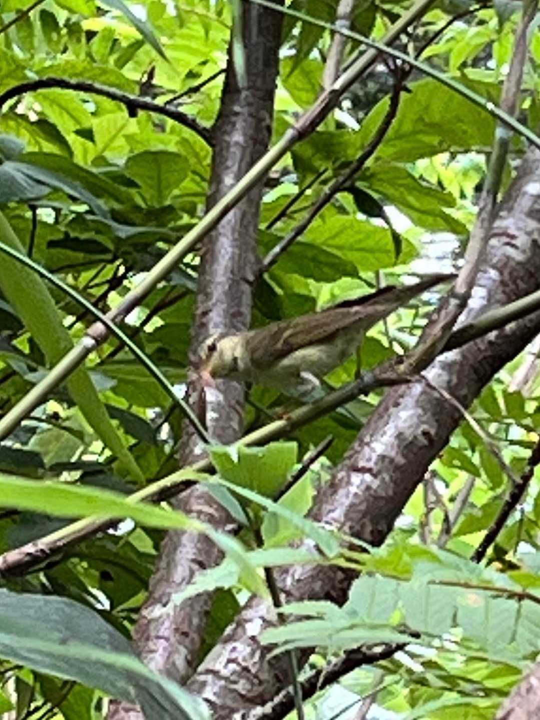 珍しく鳥撮れた