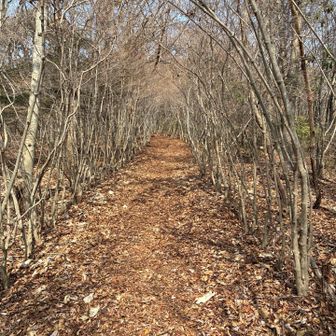 ドウダンツツジのトンネル。
とてもキレイだった！