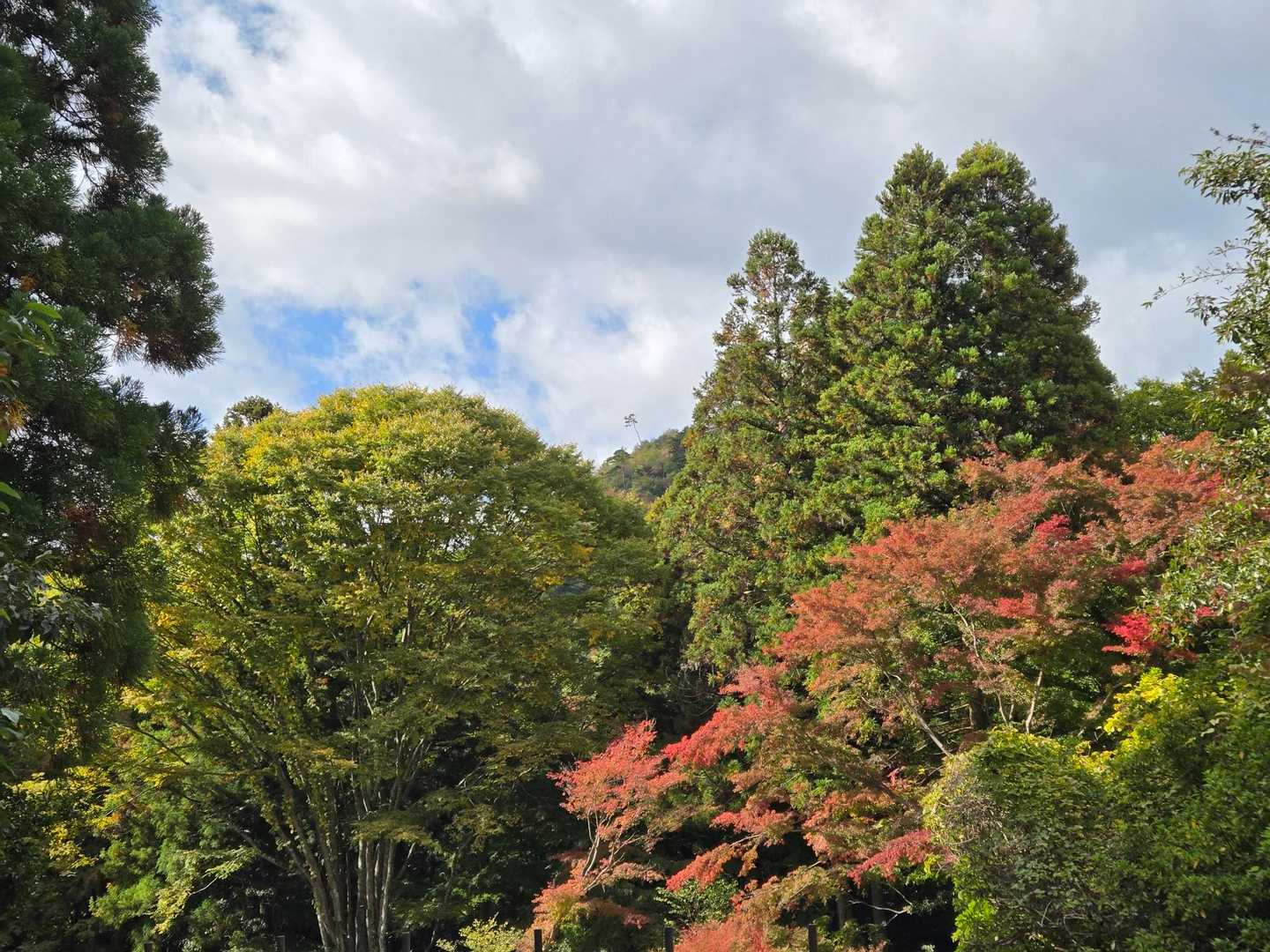 六甲山 | 神戸と瀬戸内の海を見渡す大パノラマ。締めのご褒美は有馬の名湯への写真
