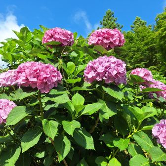 歩き始めてすぐ、鮮やかな紫陽花✨
朝は晴れ間が多かった。