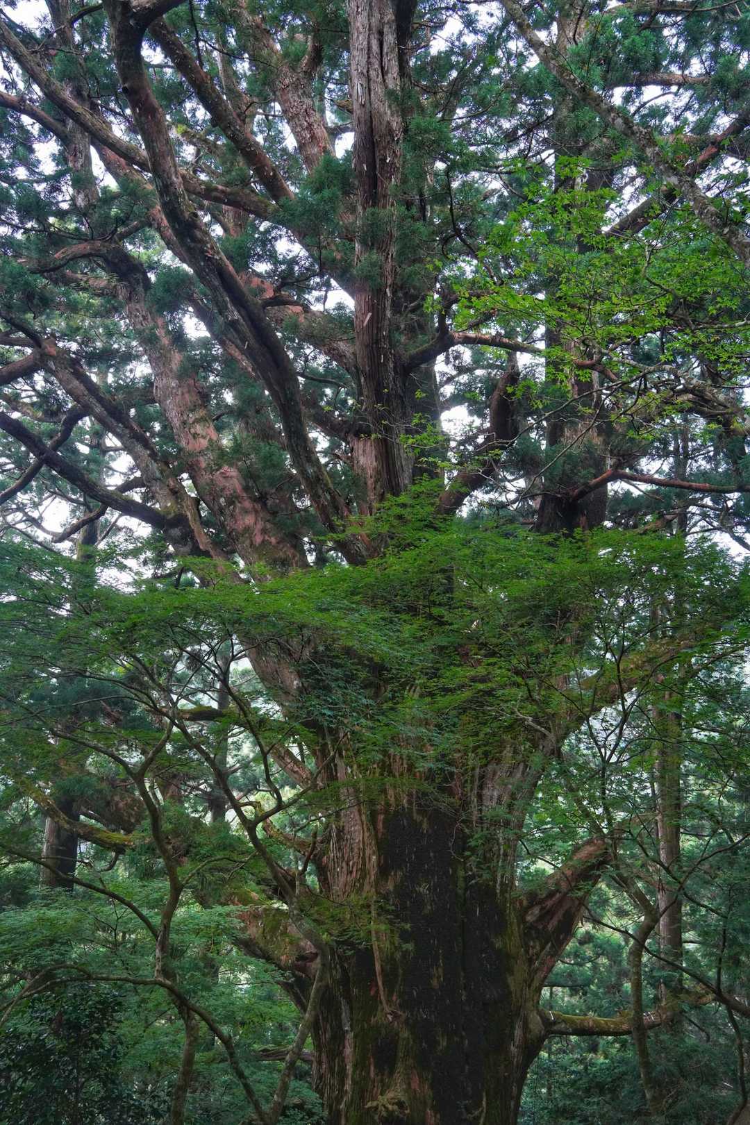 春埜山 往復コースの写真