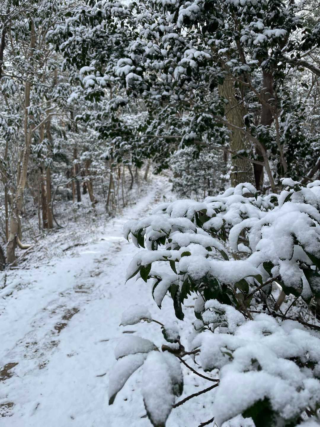 雪があるだけで