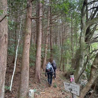 最初の登りは
日の差さない樹林歩きから


