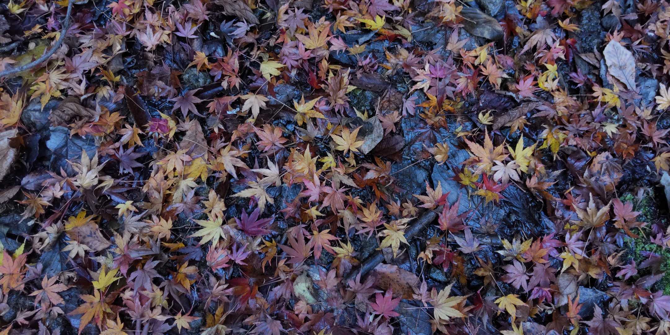 石射太郎-高宕山-八良塚-広場 周回コースの写真