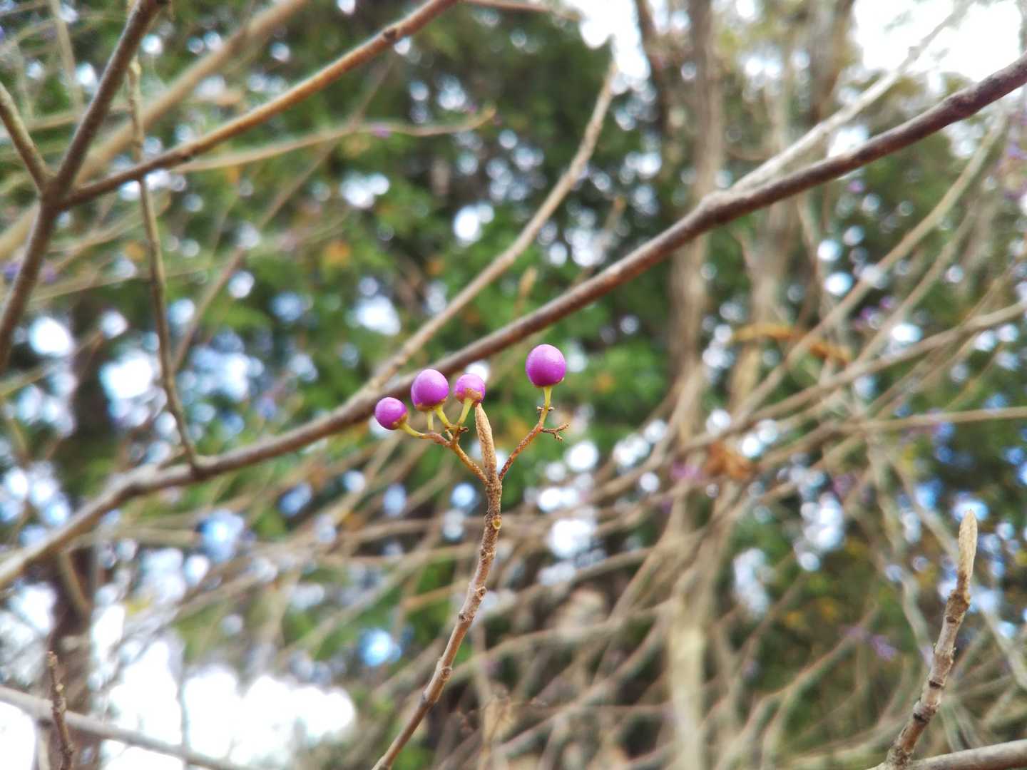 ムラサキシキブ
