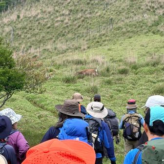 白髪避難小屋を出発しようとしたら…
鹿🦌が出てきてお昼ごはん😅