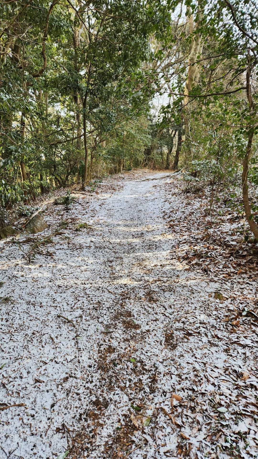 少しだけ雪❄