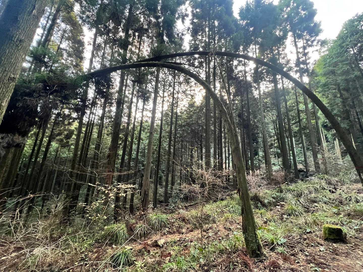 龍王山 往復コースの写真