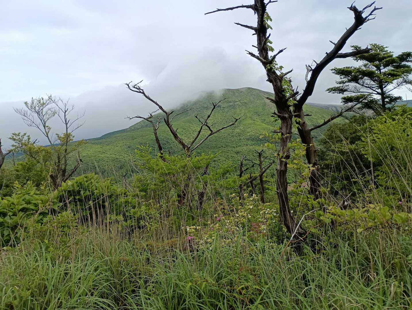 立ち枯れた樹木⇒白骨林ならぬ黒骨林
背景の山は中岳