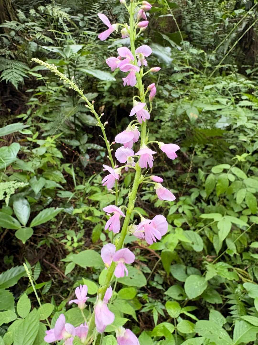 フジカンゾウ
雨巻山にもあるのね