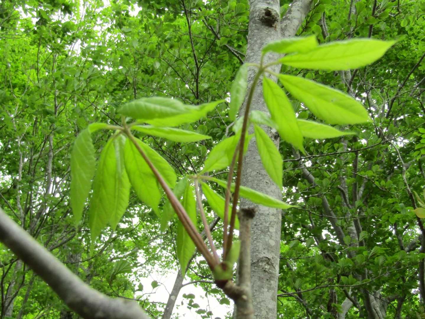 コシアブラが沢山でした🌱
食べ頃は過ぎてますね
ここで連れが離脱✋😩