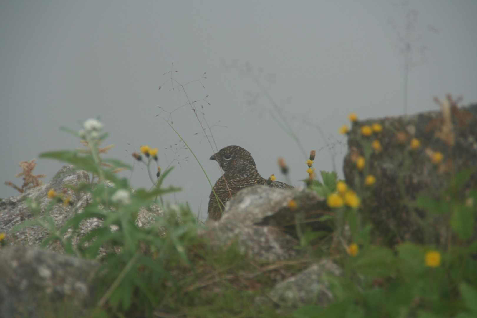 雷鳥さんにも会えました
