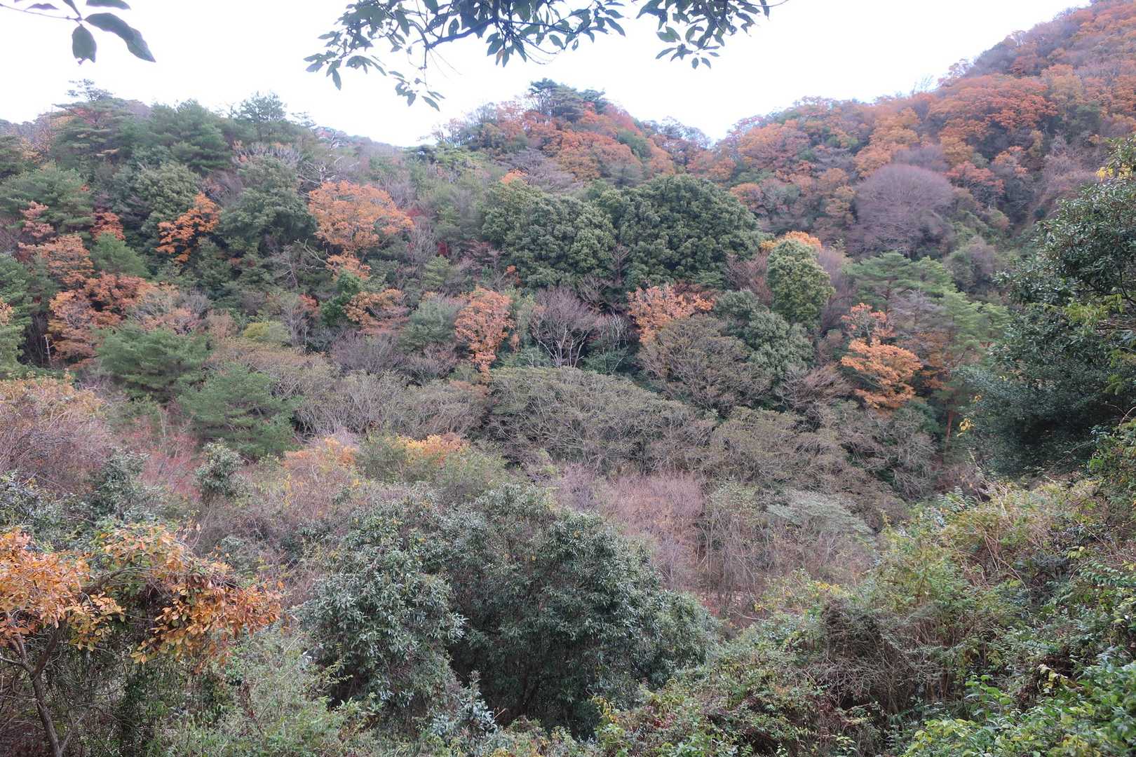 紅葉の展望