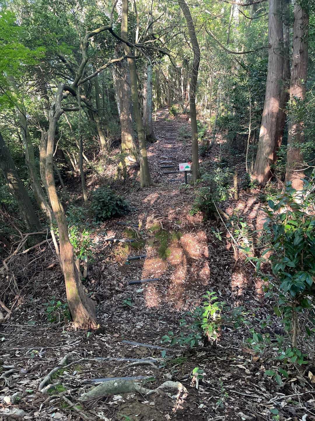 写真では伝わらないけど急登だよ…😂