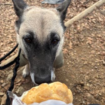 ヤマイヌがシュークリーム狙ってます。