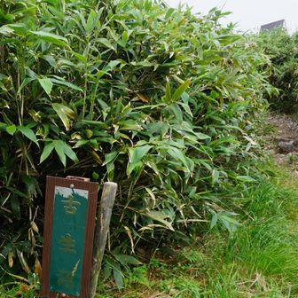 古生沼
池は笹の中