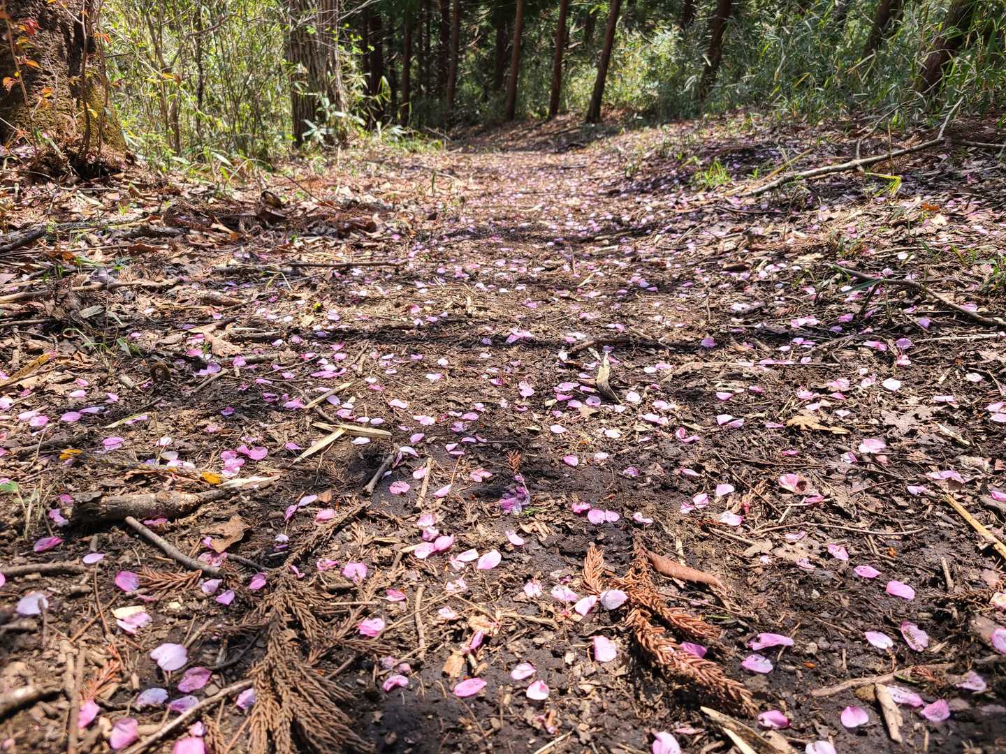 花びらの道(｡•ᴗ•｡)♡