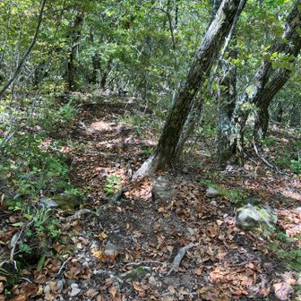 落ち葉と石ころに足を取られながら急坂を下山。
歩きにくいです😫
ただ、YAMAP始めた頃はよくついてた尻餅をつかなくなりました👍
体幹か？