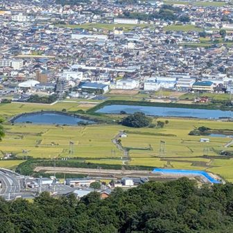今日の私の目的はながめ坂の眺望です✨
千股池周辺の黄金の🌾稲穂🤗