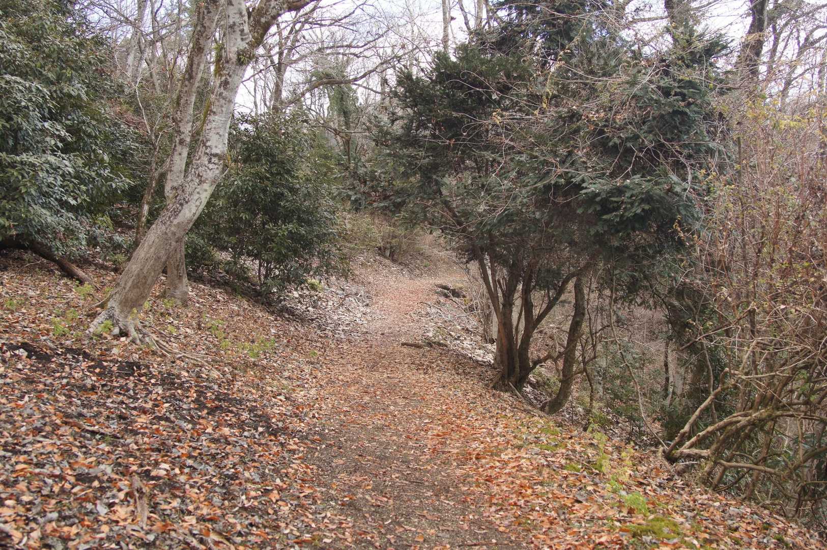 落ち葉サクサクの道、気持ちいいです🍂