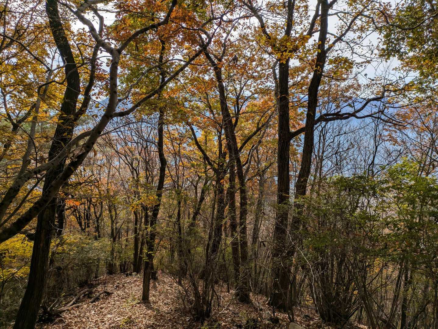 登山道を振り返る(先は榛名山方面)