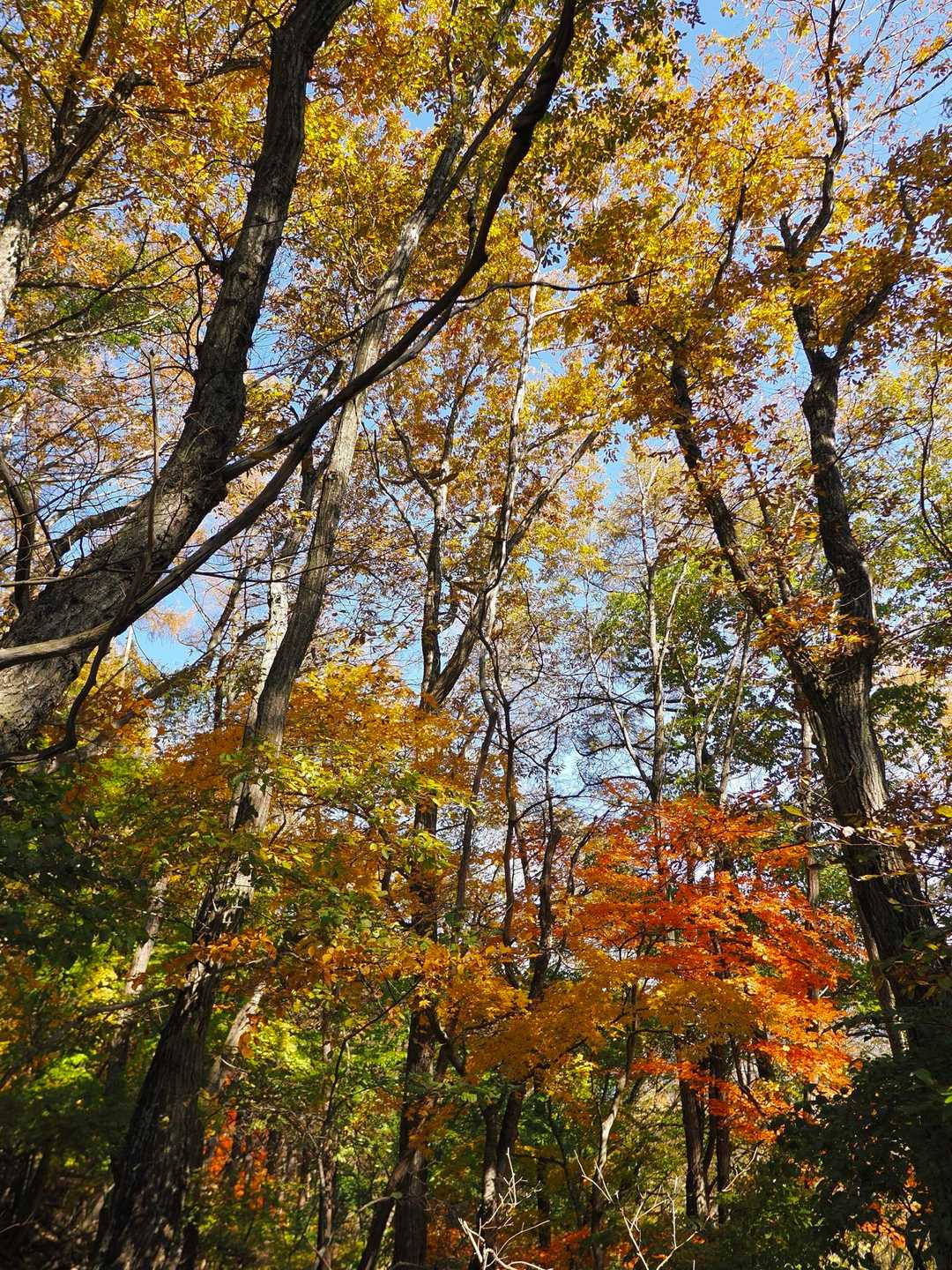 ミネ山-毛無山 周回コースの写真