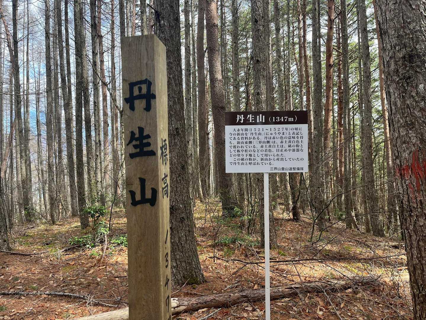 途中ピークがありましたが展望なし