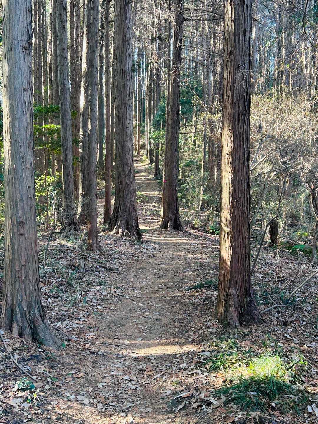 綺麗に整備されています🧹